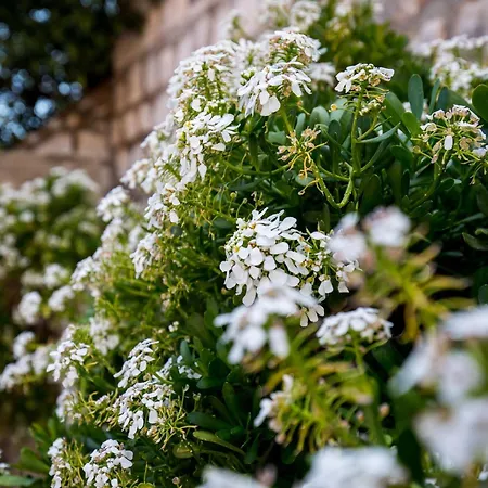 Apartment Odin - One-bedroom With Terrace And Sea View - 4 Dubrovnik