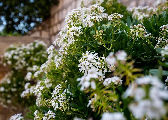 דירה Odin - One-bedroom With Terrace And Sea View - 4 דוברובניק